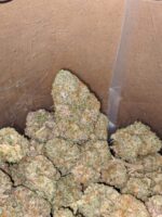 Amnesia Marijuana strain | Buy Amnesia haze | Amnesia Weed