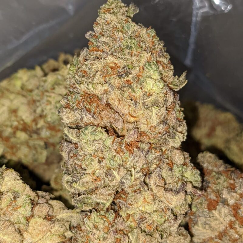 Jamaican Pearl Weed | Jamaican Pearl Strain for Sale