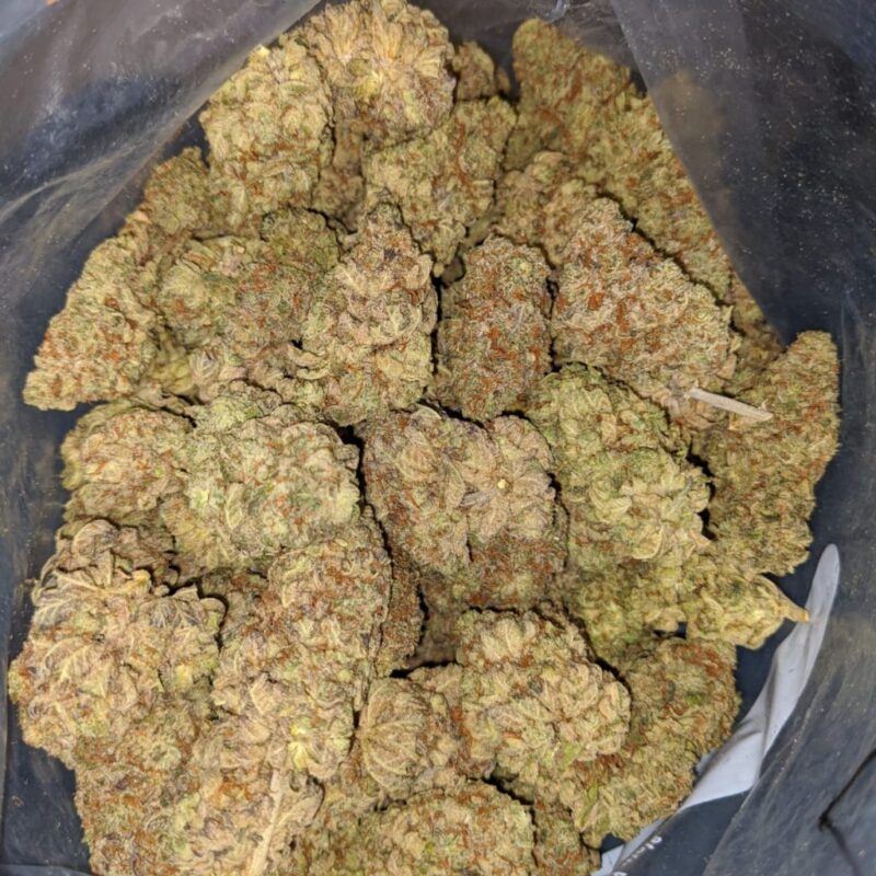 Jamaican Pearl Weed | Jamaican Pearl Strain for Sale