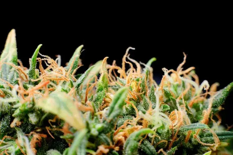 Best Cannabis Strains for Beginners